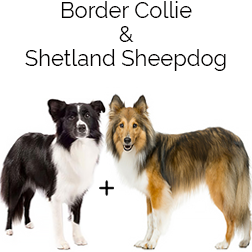 Border Sheepdog